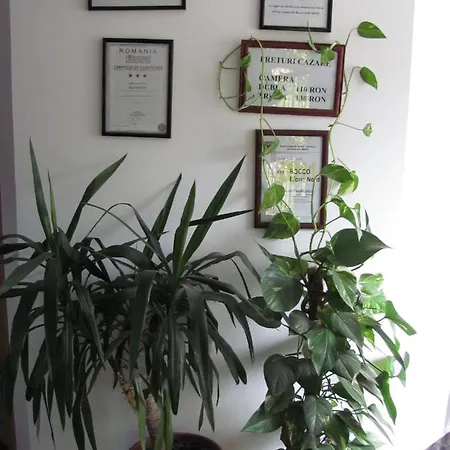 Pensiune Rocco Eforie Nord